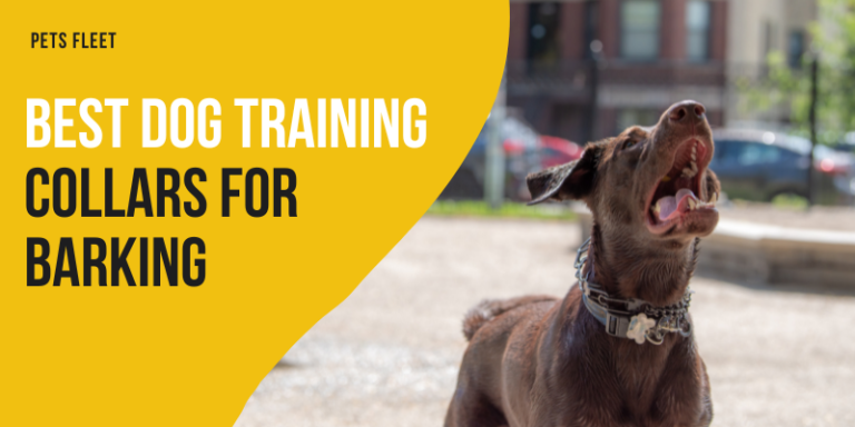 Best Dog Training Collars For Barking (November 2023 Updated)
