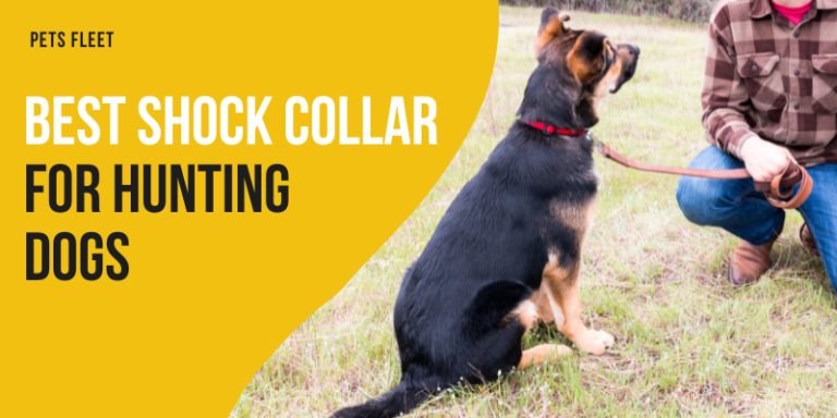 Best Shock Collar For Hunting Dog (November 2023 Updated)