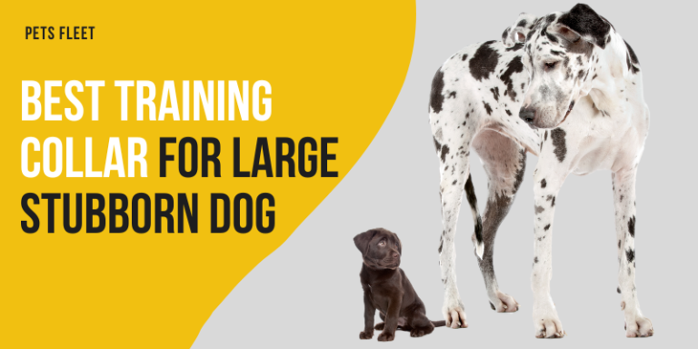 Best Training Collar For Large Stubborn Dog (November 2023 Updated)
