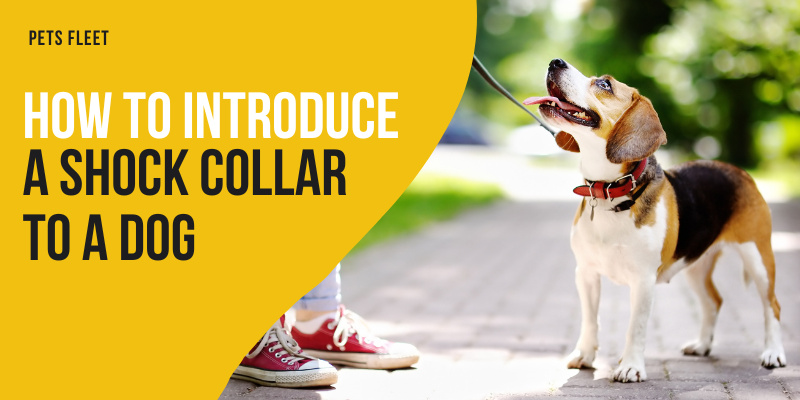 How to Introduce a Shock Collar to a Dog