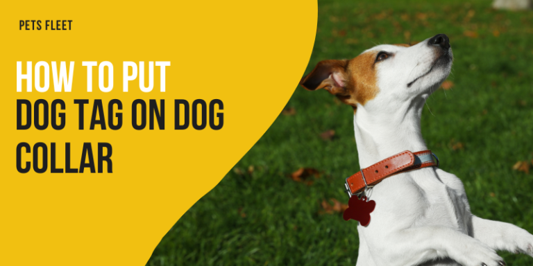How to put a dog tag on a collar – Expert Tips and Guide