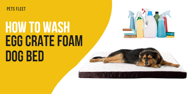 How to Wash Egg Crate Foam dog Bed