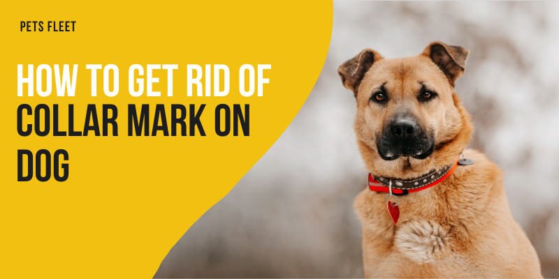 How to get rid of collar mark on a dog