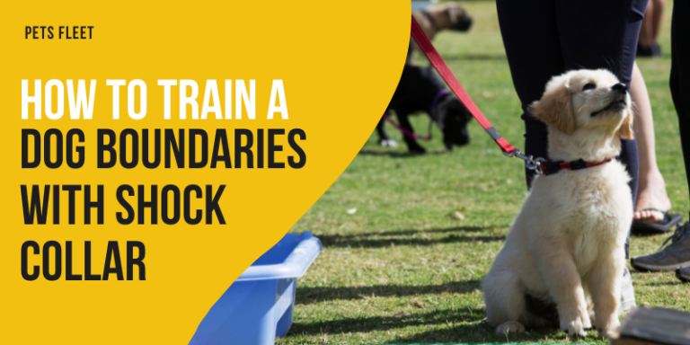 How To Train A Dog Boundaries With Shock Collar – Comprehensive Guide