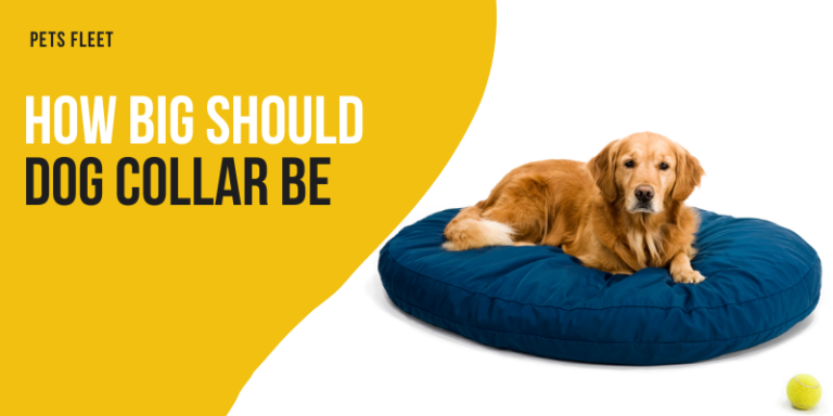 How Big Should Dog Bed Be – The Right Fit