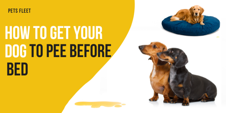 How To Get Your Dog To Pee Before Bed – Simple Ways