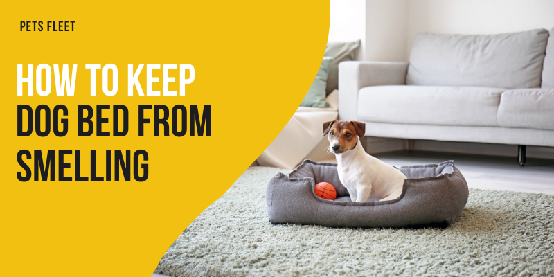 How to keep dog bed from smelling