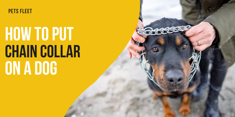 How to put a chain collar on a dog