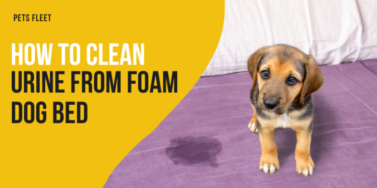 How To Clean Urine From Foam Dog Bed – 6 Simple Steps