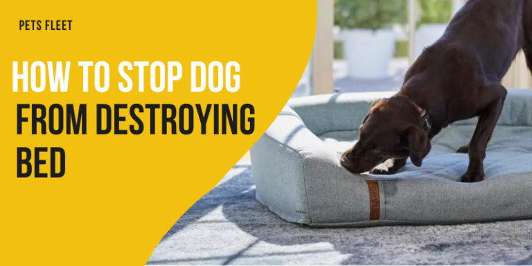 How To Stop Dog From Destroying Bed – 5 Simple Steps 