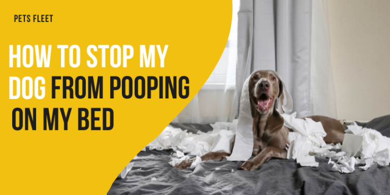 How To Stop My Dog From Pooping On My Bed – 5 Effective Ways