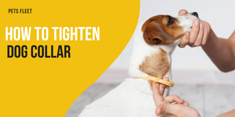How To Tighten A Dog Collar – Complete Guide