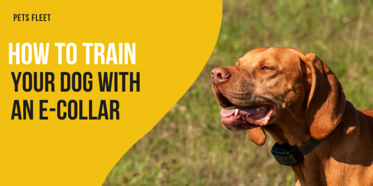 How To Train Your Dog With An E Collar – 7 Step Guide