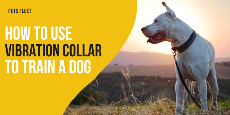 How To Use Vibration Collar To Train Dog