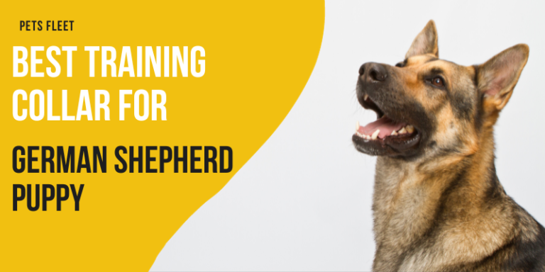 Best Training Collar For German Shepherd Puppy