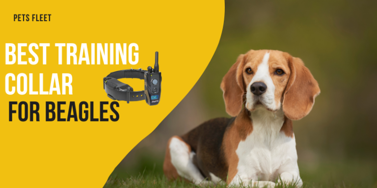 Best Training Collar For Beagles