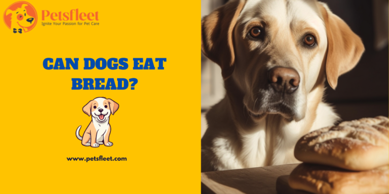 Can Dogs Eat Bread? and What Factors Should Owners Consider in Their Diet?