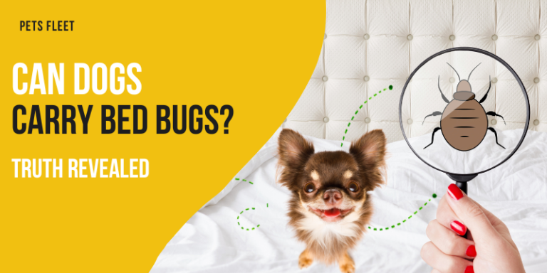 Can Dogs Carry Bed Bugs – Actual Truth