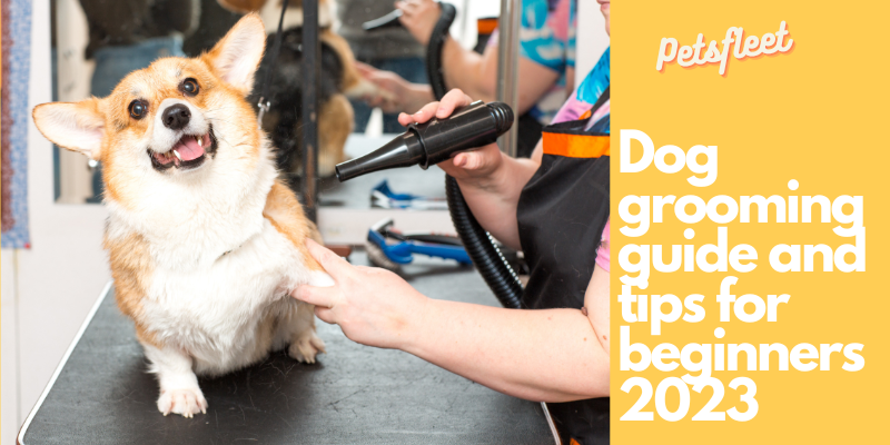 Dog Grooming Guide And Tips For Beginners