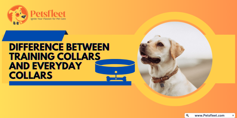 Difference between Training Collars and Everyday Collars [Complete Guide]