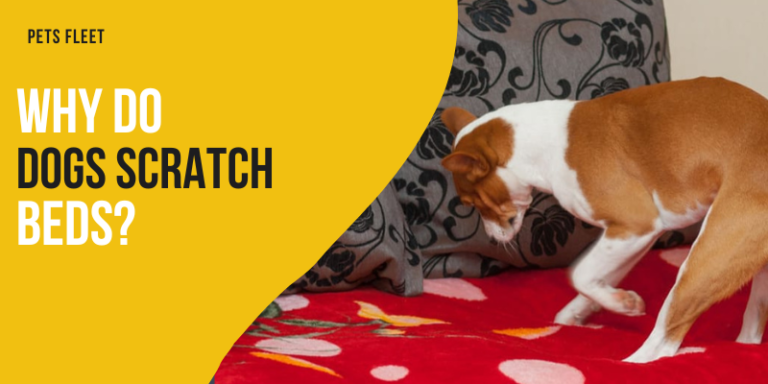 Why Do Dogs Scratch Their Beds – 4 Reasons