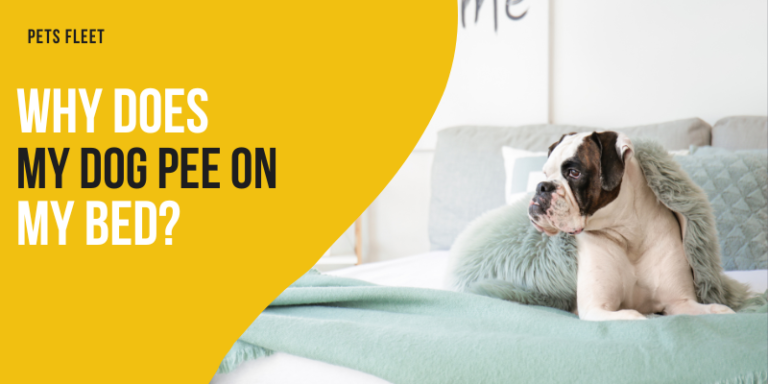 Why Does My Dog Pee On My Bed – 4 Reasons