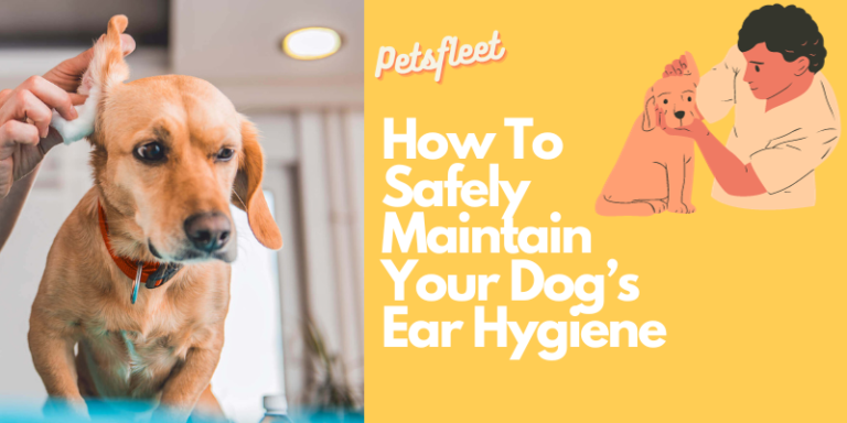 How to Safely Maintain Your Dog’s Ear Hygiene