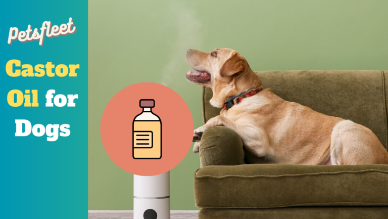 Castor Oil for Dogs – Advantages, Cautions & Guidance