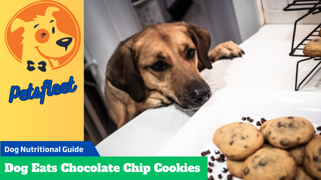 Dog Eats Chocolate Chip Cookies