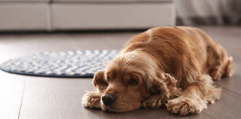 How to Relieve Dog Period Cramps?
