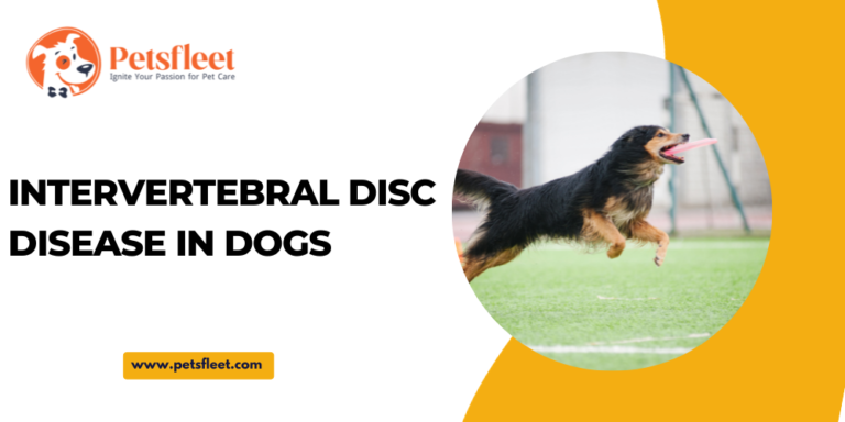 Understanding Intervertebral Disc Disease in Dogs and Treatment