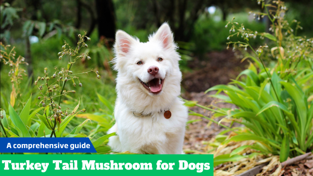 Turkey Tail Mushroom for Dogs: Why It’s Beneficial for Your Dog?